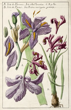 Anonimo Francese Del Xviii Secolo A Iris De Florence Iris Alba