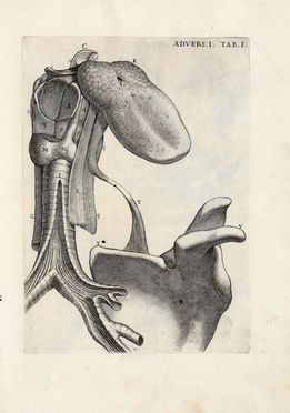  Morgagni Giovanni Battista : Adversaria anatomica omnia... (-tertia). Medicina, Anatomia, Medicina  - Auction Books & Graphics - Libreria Antiquaria Gonnelli - Casa d'Aste - Gonnelli Casa d'Aste
