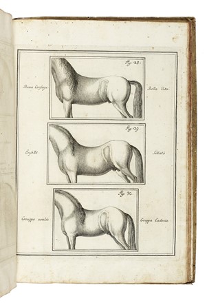  Eisenberg Friedrich Wilhelm (barone d') : La perfezione e i difetti del cavallo.  Carlo Gregori  - Asta Libri, autografi e manoscritti - Libreria Antiquaria Gonnelli - Casa d'Aste - Gonnelli Casa d'Aste