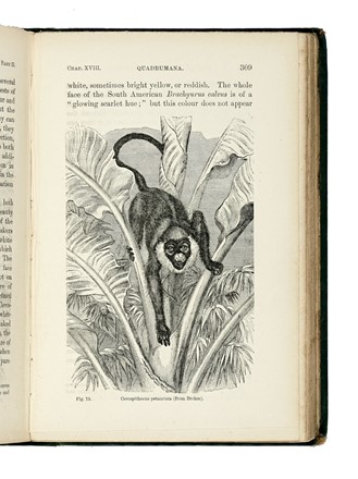  Darwin Charles : The descent of man, and selection in relation to sex [...] In two volumes. Vol. I (-II). With illustrations.  - Asta Libri, autografi e manoscritti - Libreria Antiquaria Gonnelli - Casa d'Aste - Gonnelli Casa d'Aste