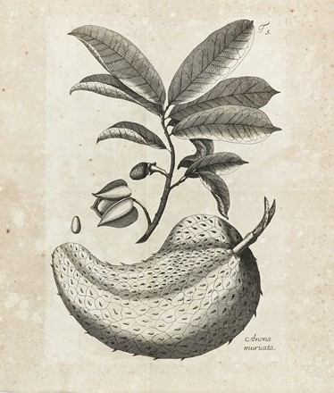  von Jacquin Nikolaus Joseph : Observationum botanicarum [...] Pars I (-IV et ultima).  [..]