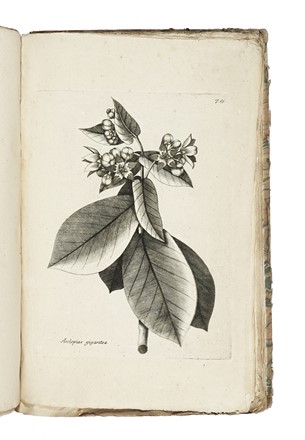  von Jacquin Nikolaus Joseph : Observationum botanicarum [...] Pars I (-IV et ultima).  [..]