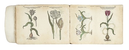  L'Obel Matthias (de) : [Icones stirpium, seu plantarum tam exoticarum, quam indigenarum, in gratiam rei herbari studiosorum in duas partes digestae.]  Giovanni Antonio Tagliente  - Asta Libri, autografi e manoscritti - Libreria Antiquaria Gonnelli - Casa d'Aste - Gonnelli Casa d'Aste