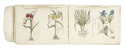  L'Obel Matthias (de) : [Icones stirpium, seu plantarum tam exoticarum, quam indigenarum,  [..]