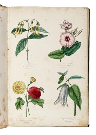  Le Maout Emmanuel : Les trois rgnes de la Nature. Botanique. Organographie et taxonomie. Histoire naturelle des familles vgtales...  - Asta Libri, autografi e manoscritti - Libreria Antiquaria Gonnelli - Casa d'Aste - Gonnelli Casa d'Aste