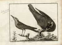 Lotto di 12 tavole da Ornithologia di M. J. Brisson.