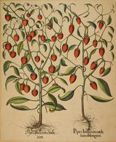 Piper Indicum cordatum/Piper Indicum cordatum oblungum