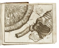 Compendium anatomicum [...]. Editio quinta veneta...