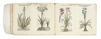 [Icones stirpium, seu plantarum tam exoticarum, quam indigenarum, in gratiam rei herbari studiosorum in duas partes digestae.]