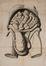  Wrisberg Heinrich August : Observationes anatomicae de testiculorum..  - Asta Libri, manoscritti e autografi - Libreria Antiquaria Gonnelli - Casa d'Aste - Gonnelli Casa d'Aste