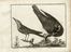  Franois Nicolas Martinet  (Francia, 1731 - 1800) : Lotto di 12 tavole da Ornithologia di M. J. Brisson.  - Auction Books & Graphics - Libreria Antiquaria Gonnelli - Casa d'Aste - Gonnelli Casa d'Aste