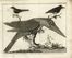  Franois Nicolas Martinet  (Francia, 1731 - 1800) : Lotto di 12 tavole da Ornithologia di M. J. Brisson.  - Auction Books & Graphics - Libreria Antiquaria Gonnelli - Casa d'Aste - Gonnelli Casa d'Aste