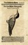  Conrad Gessner  (Zurigo, 1516 - 1565) : Otto tavole ornitologiche da Conradi Gesneri medici Tigurini historiae animalium ...  - Asta Arte Antica, Moderna e Contemporanea [Parte I] - Libreria Antiquaria Gonnelli - Casa d'Aste - Gonnelli Casa d'Aste