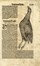  Conrad Gessner  (Zurigo, 1516 - 1565) : Otto tavole ornitologiche da Conradi Gesneri medici Tigurini historiae animalium ...  - Asta Arte Antica, Moderna e Contemporanea [Parte I] - Libreria Antiquaria Gonnelli - Casa d'Aste - Gonnelli Casa d'Aste