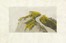  Giuseppe Ugonia  (Faenza, 1881 - Brisighella, 1944) : Lotto composto di 2 incisioni.  Adolfo De Carolis  (Montefiore dell'Aso, 1874 - Roma, 1928)  - Auction Modern and Contemporary Art [II Part ] - Libreria Antiquaria Gonnelli - Casa d'Aste - Gonnelli Casa d'Aste