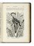  Darwin Charles : The descent of man, and selection in relation to sex [...] In two volumes. Vol. I (-II). With illustrations.  - Asta Libri, autografi e manoscritti - Libreria Antiquaria Gonnelli - Casa d'Aste - Gonnelli Casa d'Aste