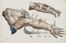  Bourgery Jean Marc : Iconografia d'anatomia chirurgica e di medicina operatoria. Medicina  - Auction BOOKS, MANUSCRIPTS AND AUTOGRAPHS - Libreria Antiquaria Gonnelli - Casa d'Aste - Gonnelli Casa d'Aste