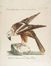  Saverio Manetti  (Brozzi, 1723 - Firenze, 1784) : 10 stampe con uccelli, oche e rapaci.  Violante Lampredi Vanni  ( - 1776)  - Auction Prints, Drawings, Maps and Views - Libreria Antiquaria Gonnelli - Casa d'Aste - Gonnelli Casa d'Aste