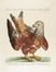  Saverio Manetti  (Brozzi, 1723 - Firenze, 1784) : 10 stampe con uccelli, oche e rapaci.  Violante Lampredi Vanni  ( - 1776)  - Auction Prints, Drawings, Maps and Views - Libreria Antiquaria Gonnelli - Casa d'Aste - Gonnelli Casa d'Aste