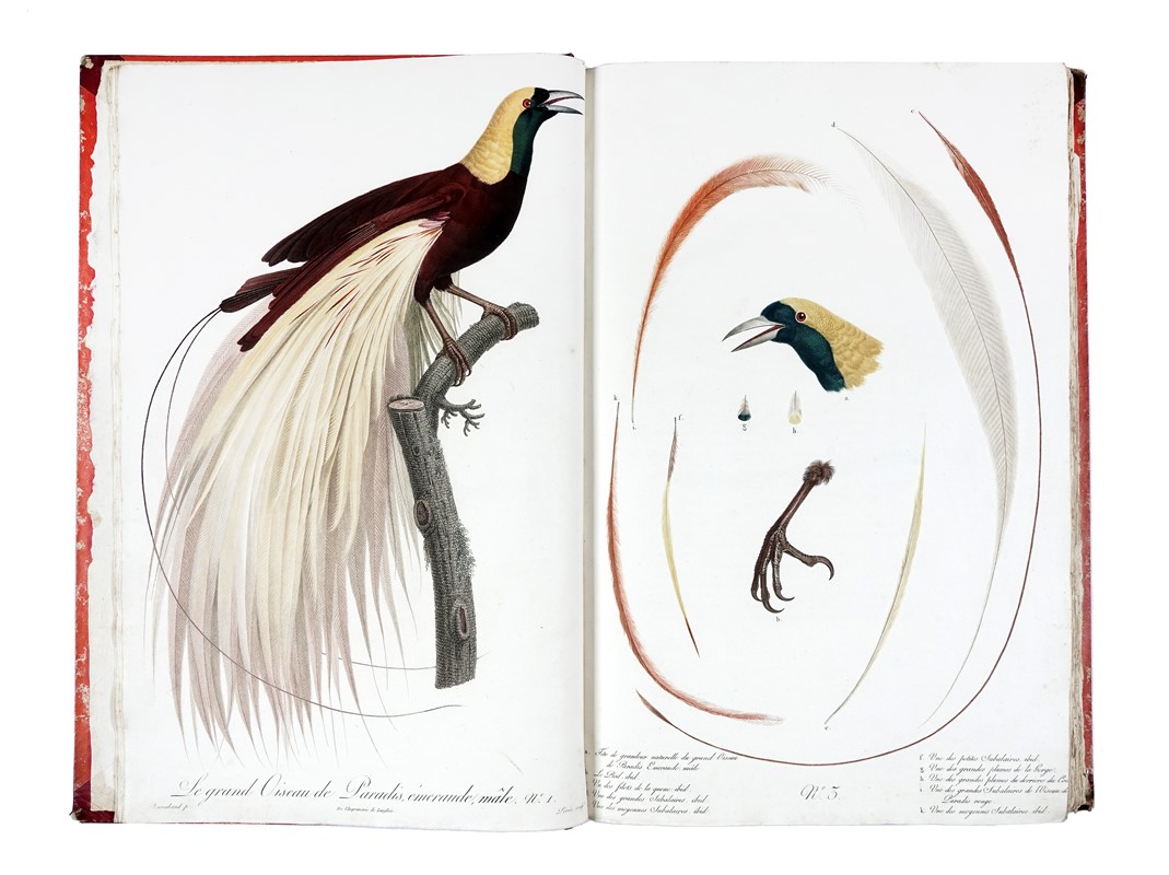 LEVAILLANT, François (1753-1824). Histoire naturelle des oiseaux de paradis  et des rolliers, suivie de celles des toucans et des barbus. Paris: chez  Denn le jeune, Perlet, [1801]-1806.