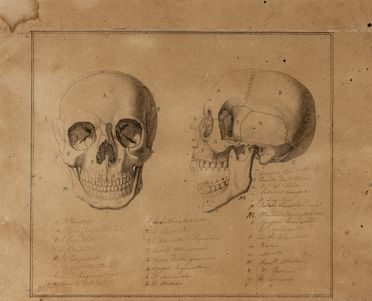  Anonimo della prima met del XIX secolo : Studi per cranio con le sue ossa.  - Auction Books & Graphics. Part I: Prints, Drawings & Paintings - Libreria Antiquaria Gonnelli - Casa d'Aste - Gonnelli Casa d'Aste