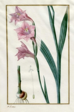  Pancrace Bessa  (Parigi, 1772 - couen, 1846) : Study of Amaryllis.  - Asta Arte  [..]