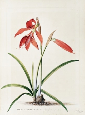  Georg Dionysius Ehret  (Erfurt, 1708 - Chelsea, 1770) : Lilio-Narcissus Jacobaeus  [..]