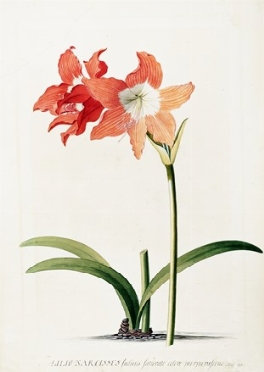  Georg Dionysius Ehret  (Erfurt, 1708 - Chelsea, 1770) : Lilio-Narcissus indicus  [..]