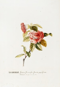  Georg Dionysius Ehret  (Erfurt, 1708 - Chelsea, 1770) : Tsabekki, frutex floreroseo,  [..]