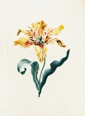  Georg Dionysius Ehret  (Erfurt, 1708 - Chelsea, 1770) : Tulipa XIX 'Admirable'.  [..]