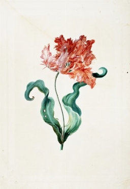  Georg Dionysius Ehret  (Erfurt, 1708 - Chelsea, 1770) : Tulipa XIX 'Admirable'.  [..]