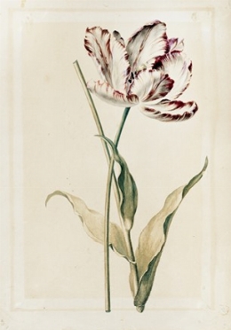  Georg Dionysius Ehret  (Erfurt, 1708 - Chelsea, 1770) : Tulipa 'La Christophine'.  [..]